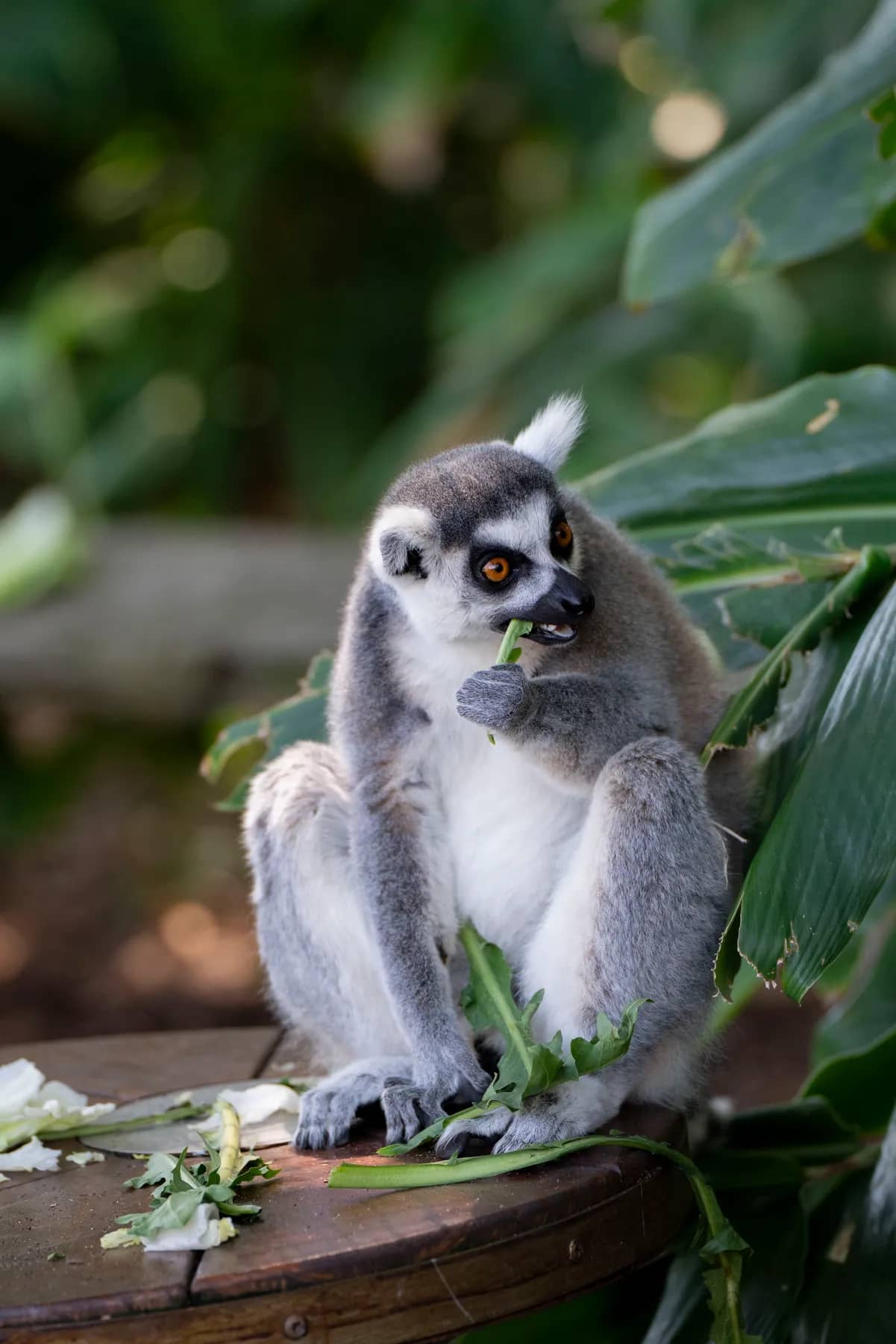 Meerkats & Pets gallery photo 11