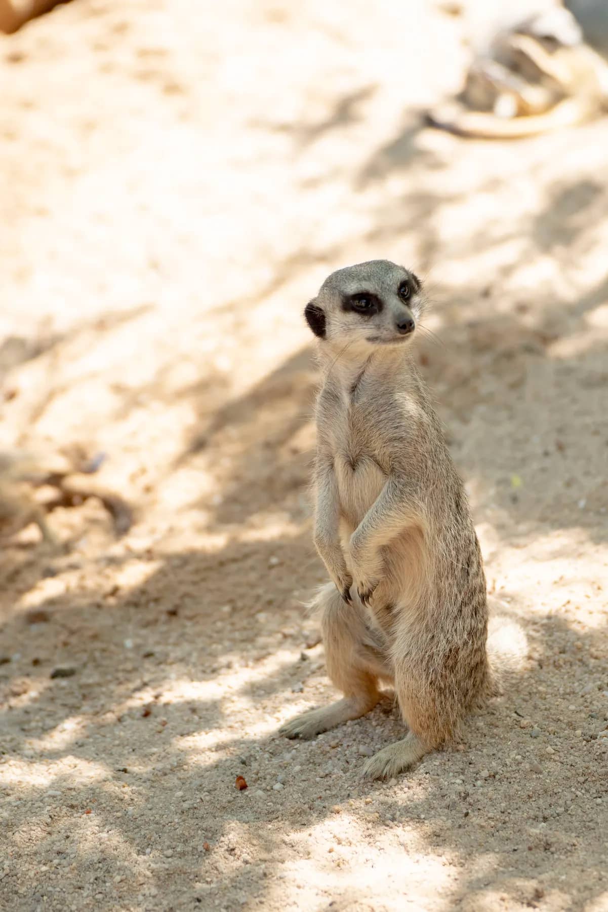 Meerkats & Pets gallery photo 12