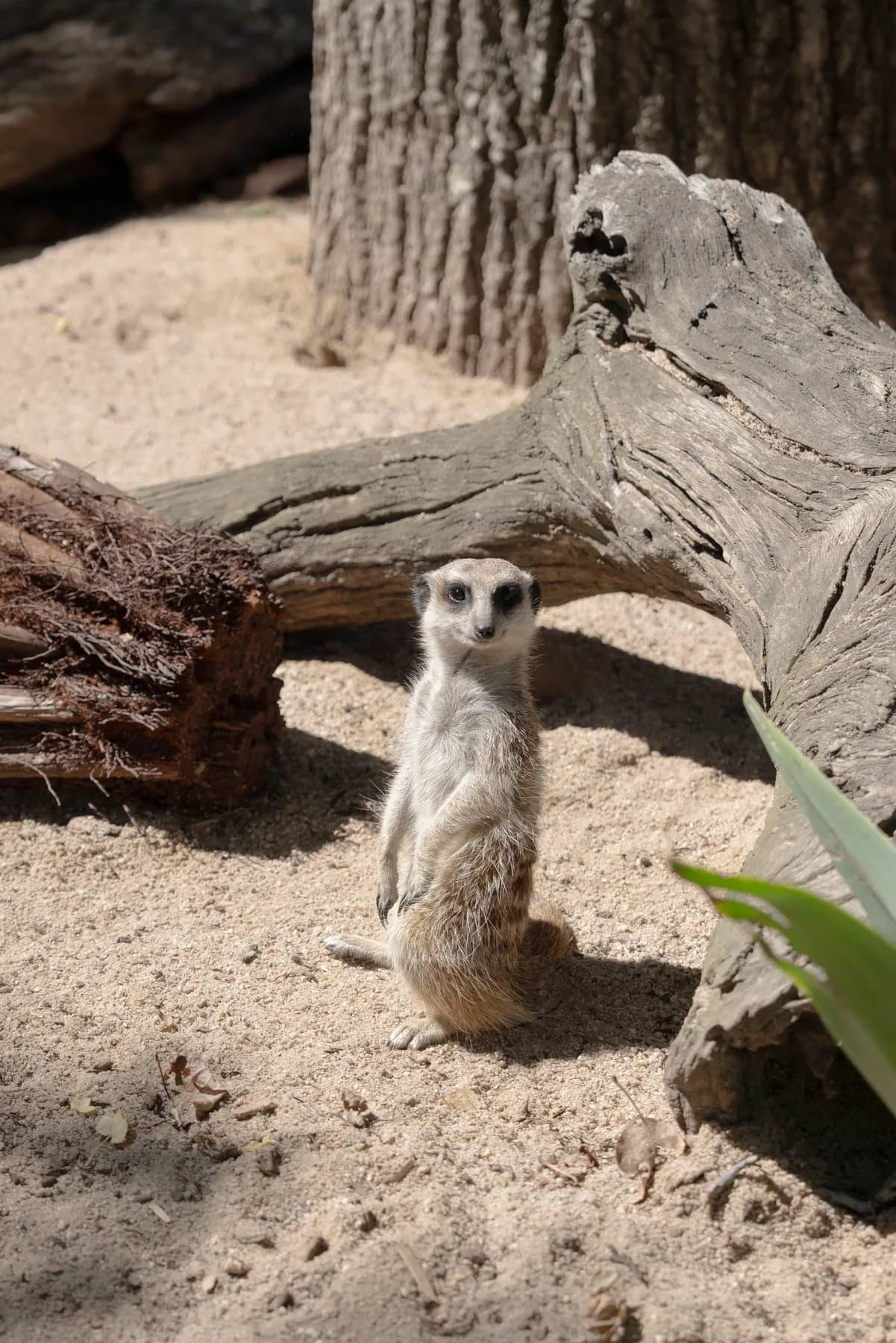 Meerkats & Pets gallery photo 13