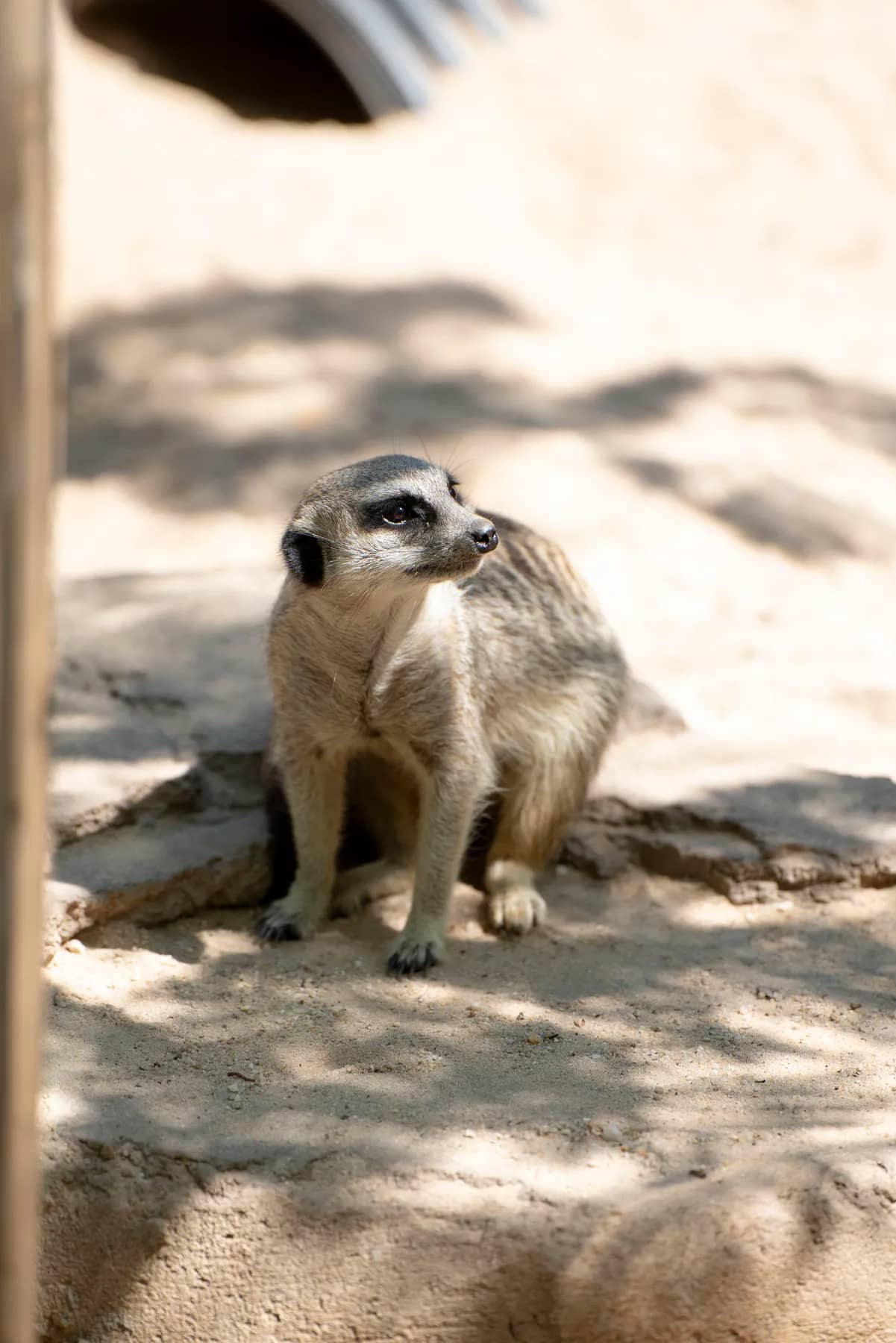 Meerkats & Pets gallery photo 14