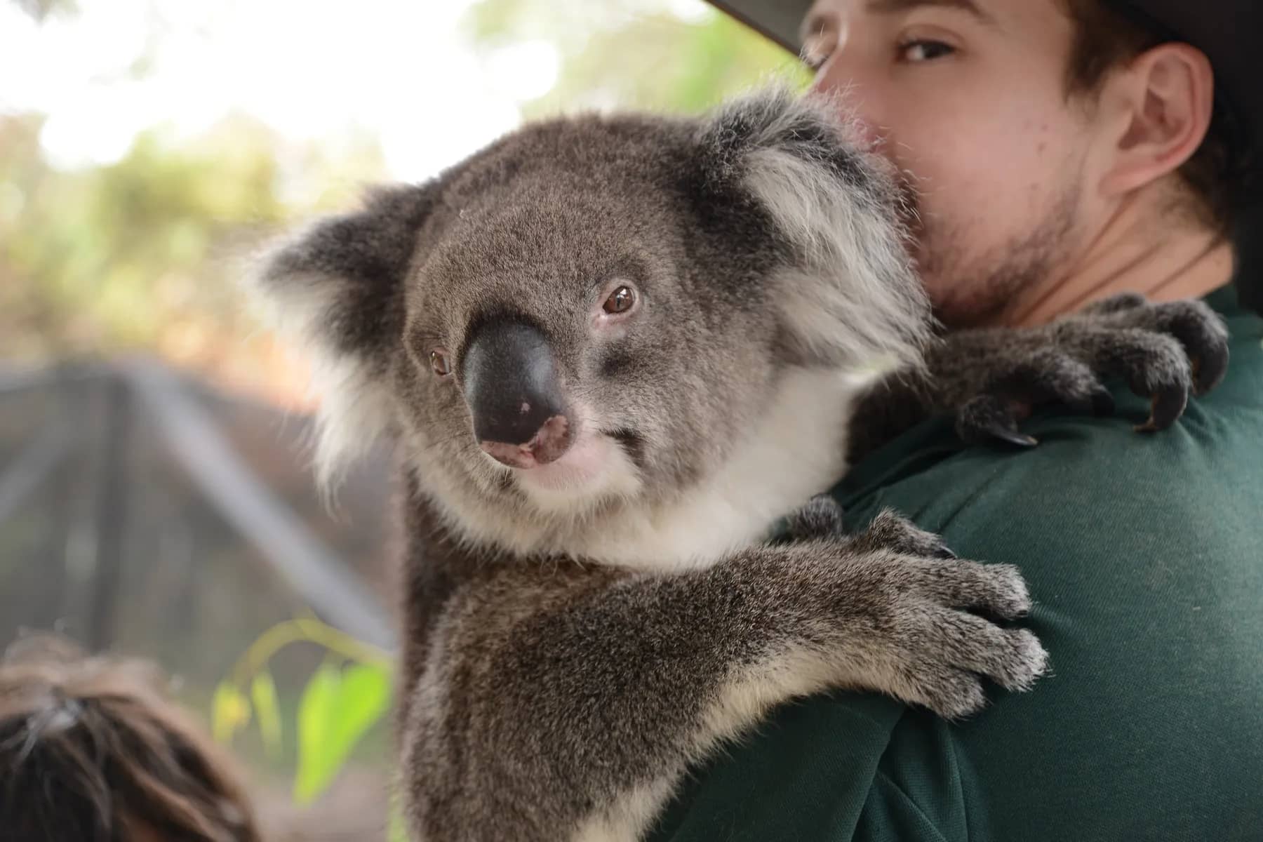 Meerkats & Pets gallery photo 15