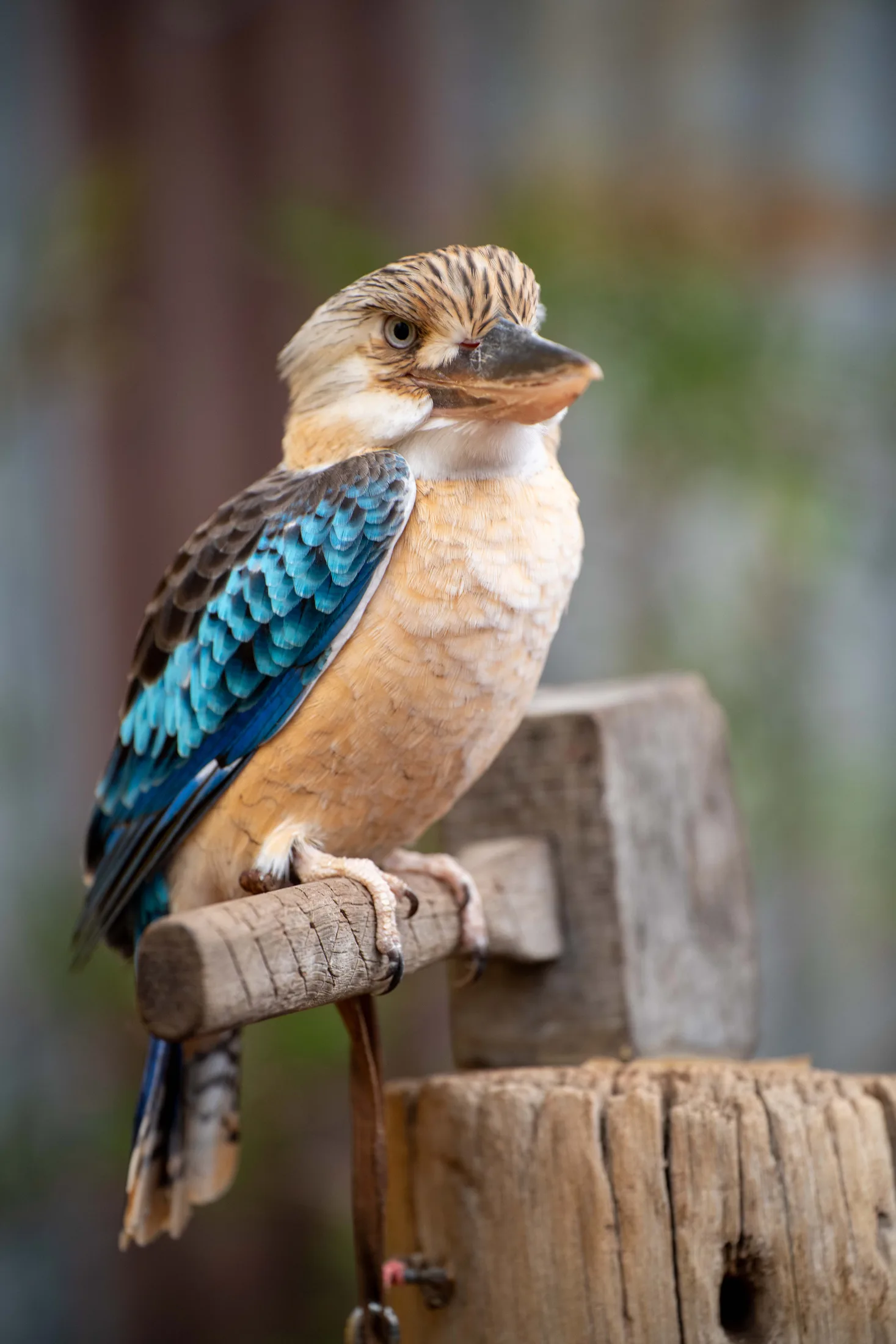 Meerkats & Pets gallery photo 27