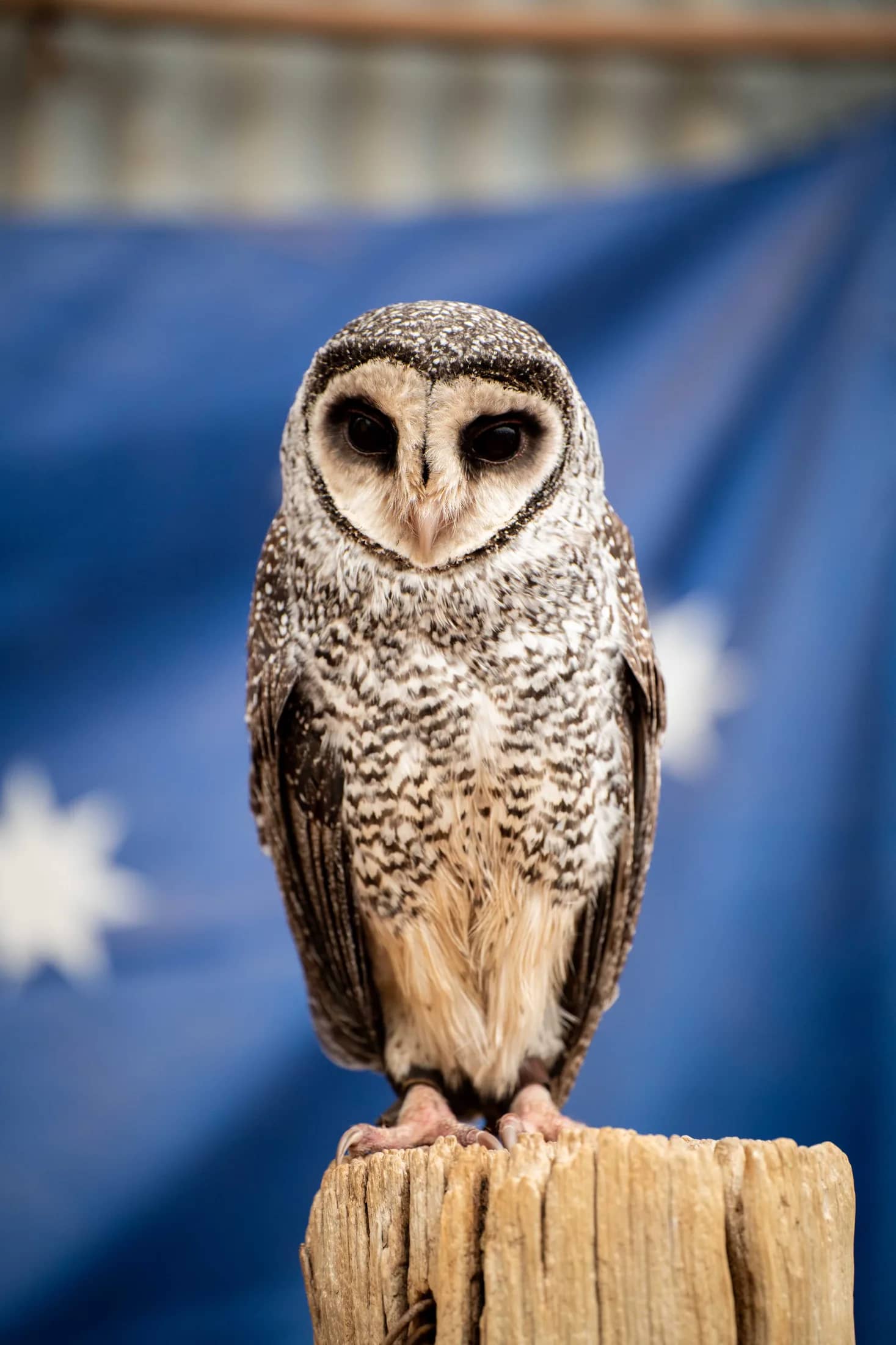Meerkats & Pets gallery photo 28