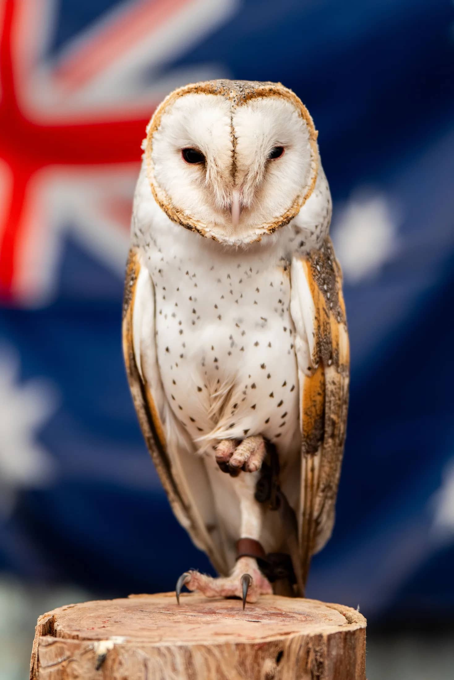 Meerkats & Pets gallery photo 29