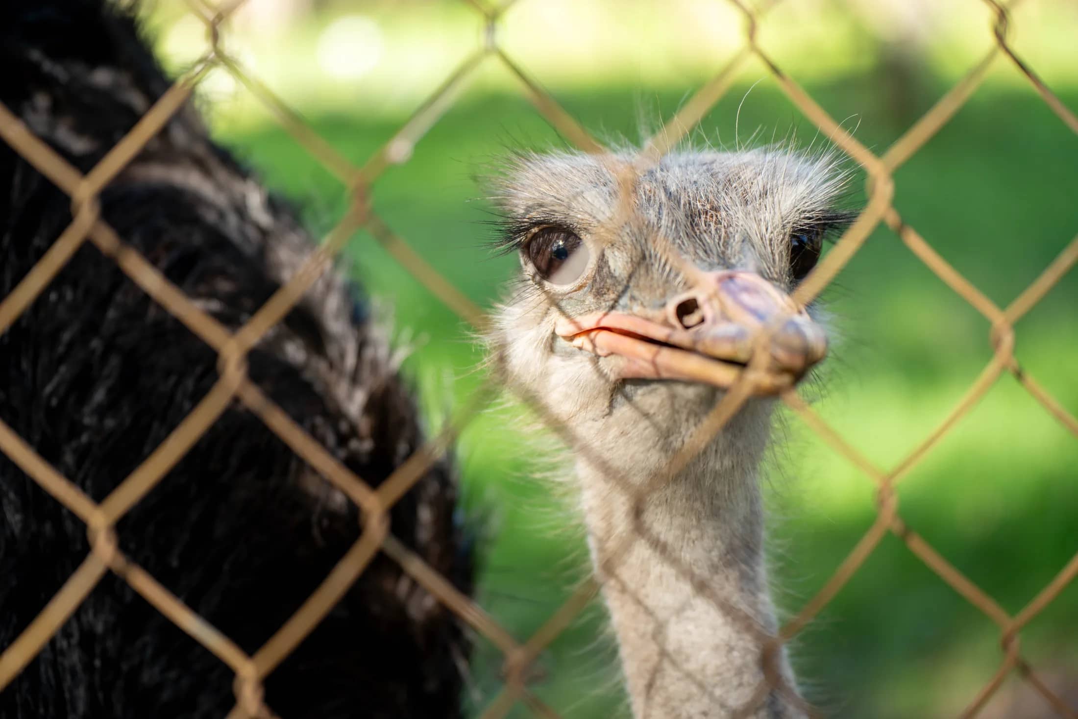 Meerkats & Pets gallery photo 33