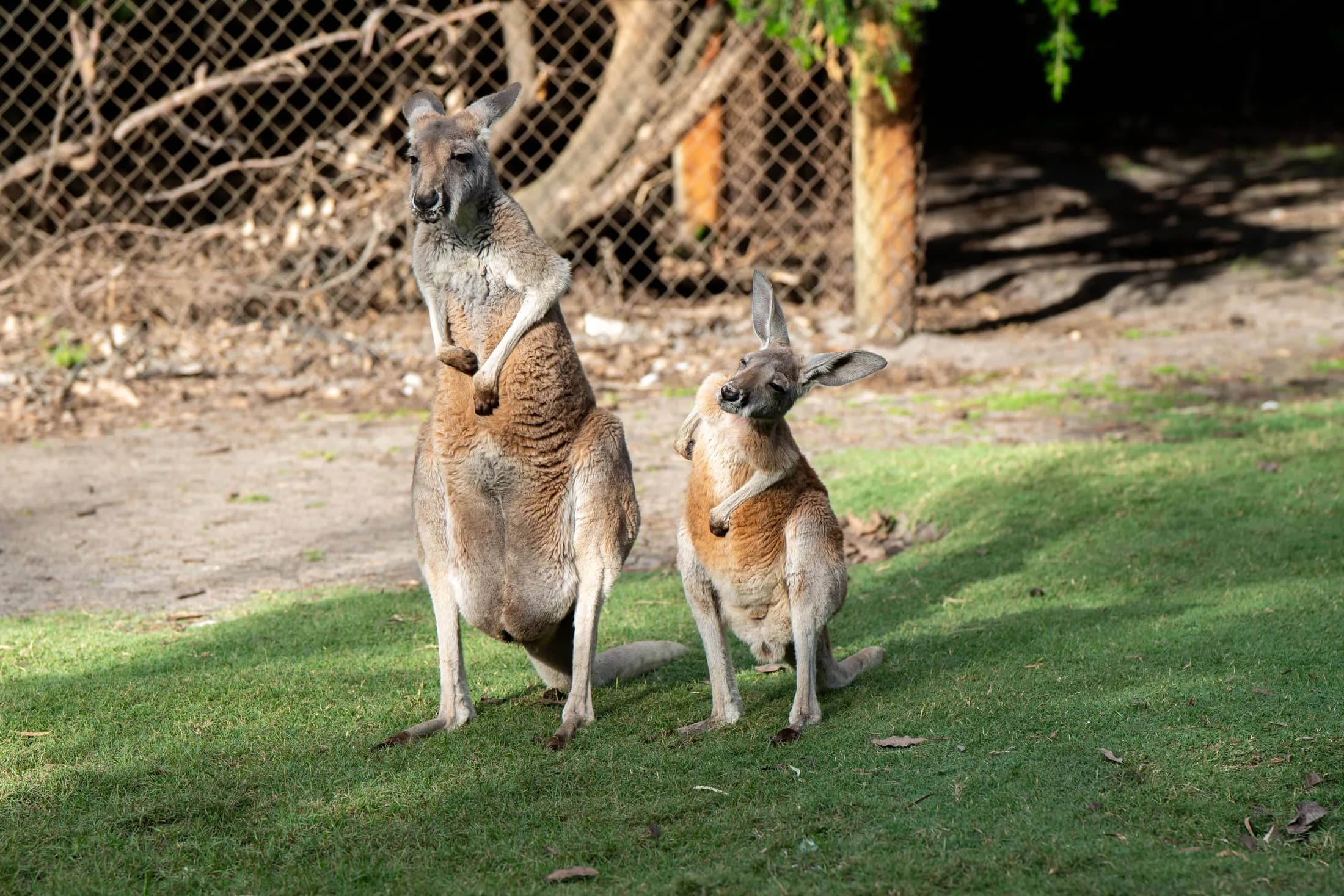 Meerkats & Pets gallery photo 34